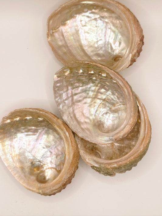 Abalone Shells